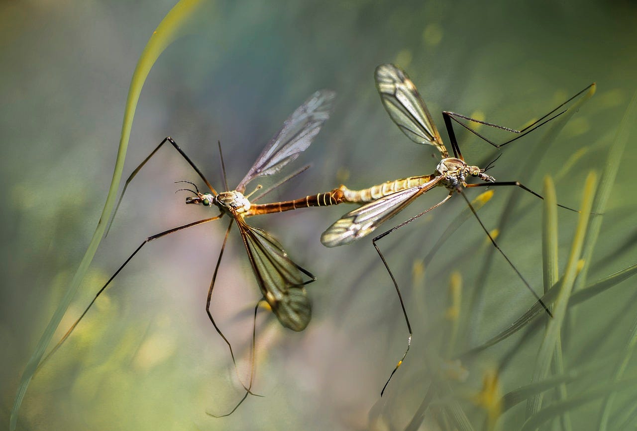Magnified image of two mosquitoes on green grass. Image by <a href="https://pixabay.com/users/gab-rysia-15136966/?utm_source=link-attribution&utm_medium=referral&utm_campaign=image&utm_content=5648450">Gabriela Piwowarska</a> from <a href="https://pixabay.com//?utm_source=link-attribution&utm_medium=referral&utm_campaign=image&utm_content=5648450">Pixabay</a>