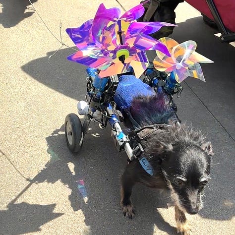 black rabbit, tri-color guinea pig, brown dog, white dog in a stroller, igunana, tri-color cat, black dog  with support wheels