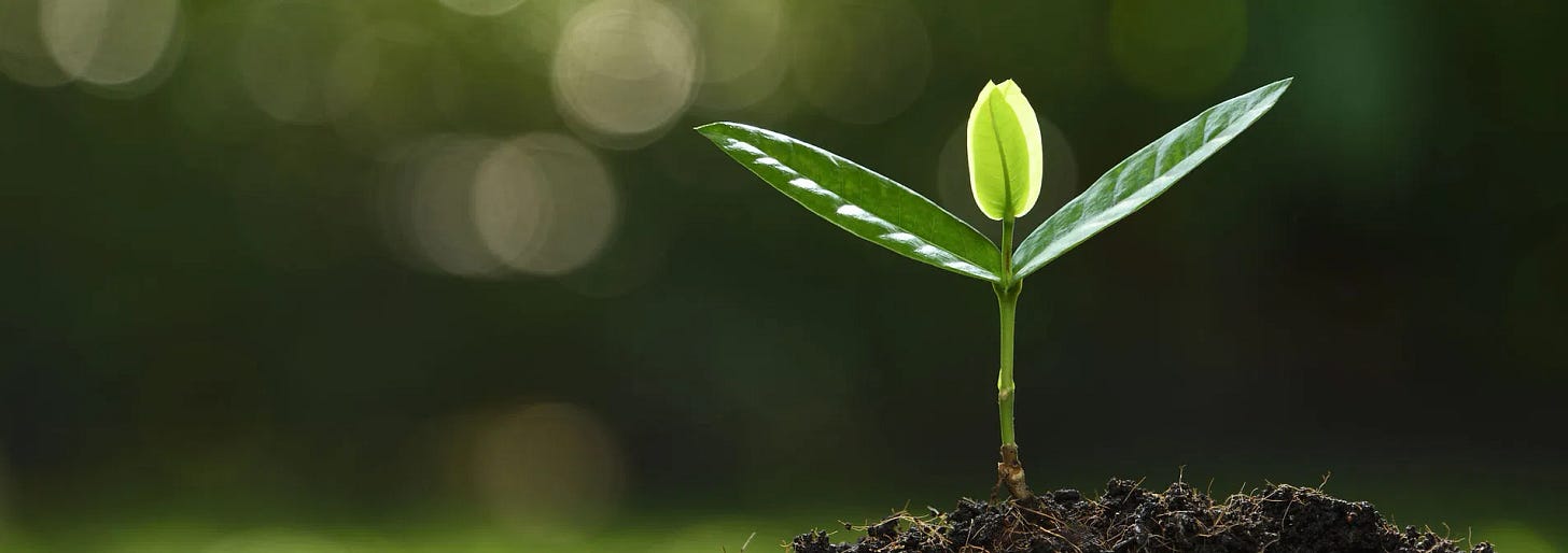 A small green seedling emerging from soil, symbolizing the early-stage growth and nurturing support that Síol provides.
