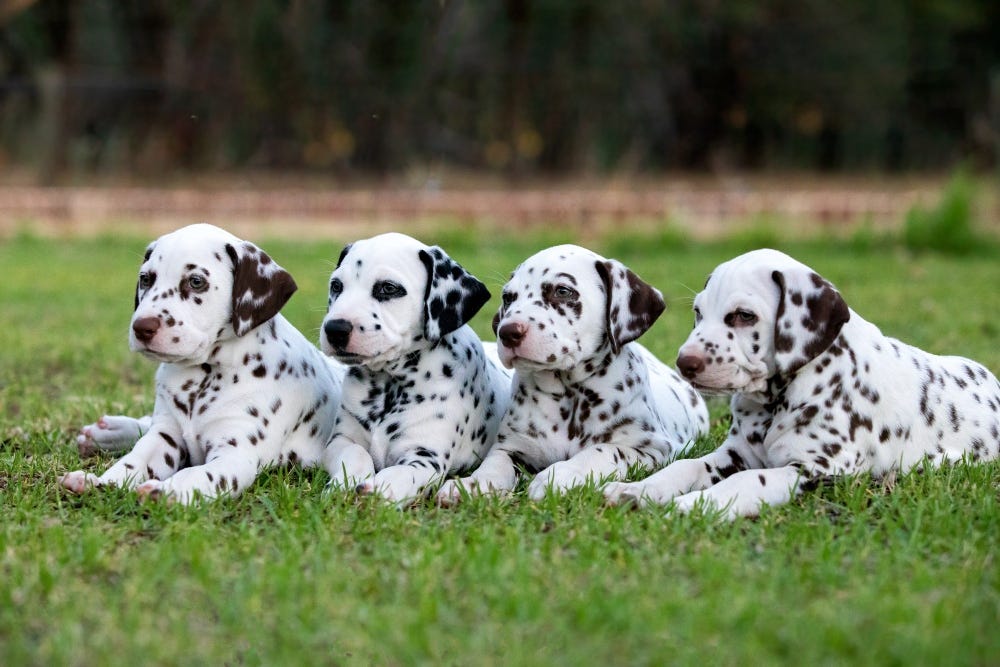 Dalmatian Breed Guide & Pet Insurance Plan | Healthy Paws Dalmatian Breed Guide & Pet Insurance Plan | Healthy Paws