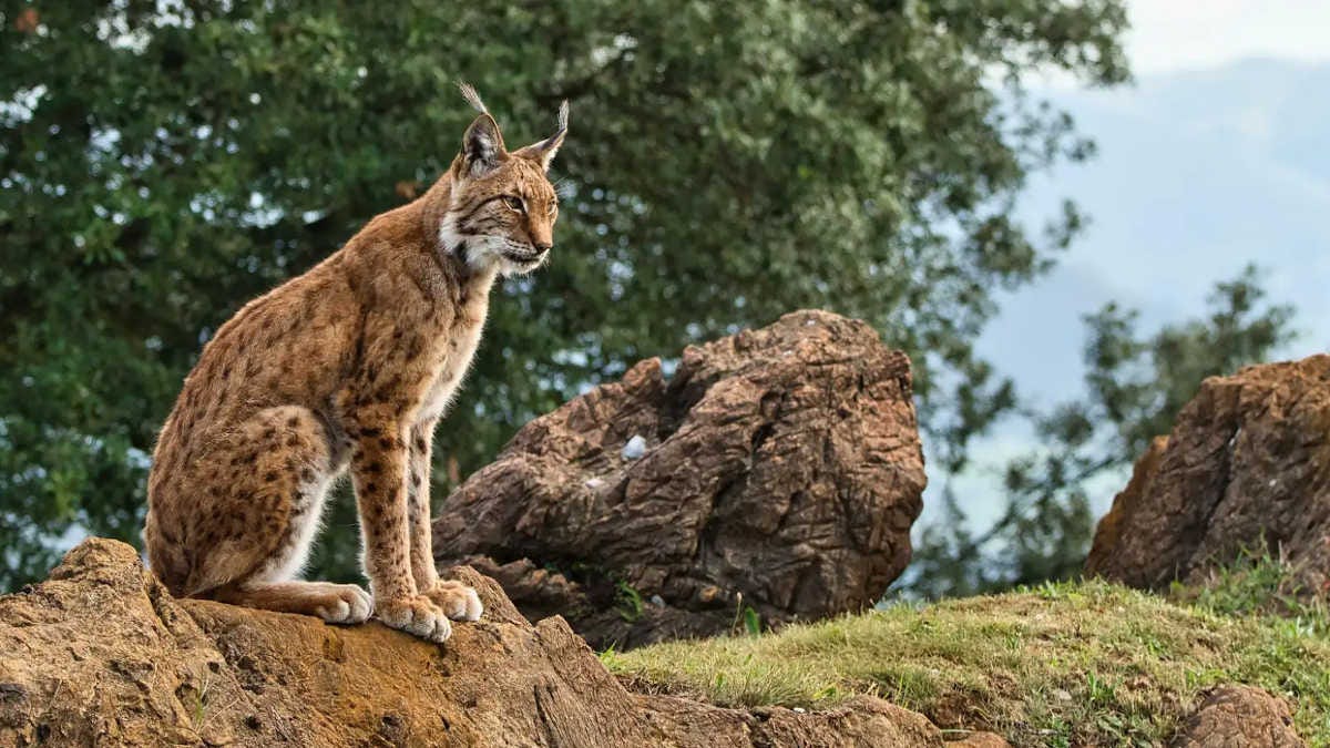 un lince ibérico junto a los restos de un alcornoque