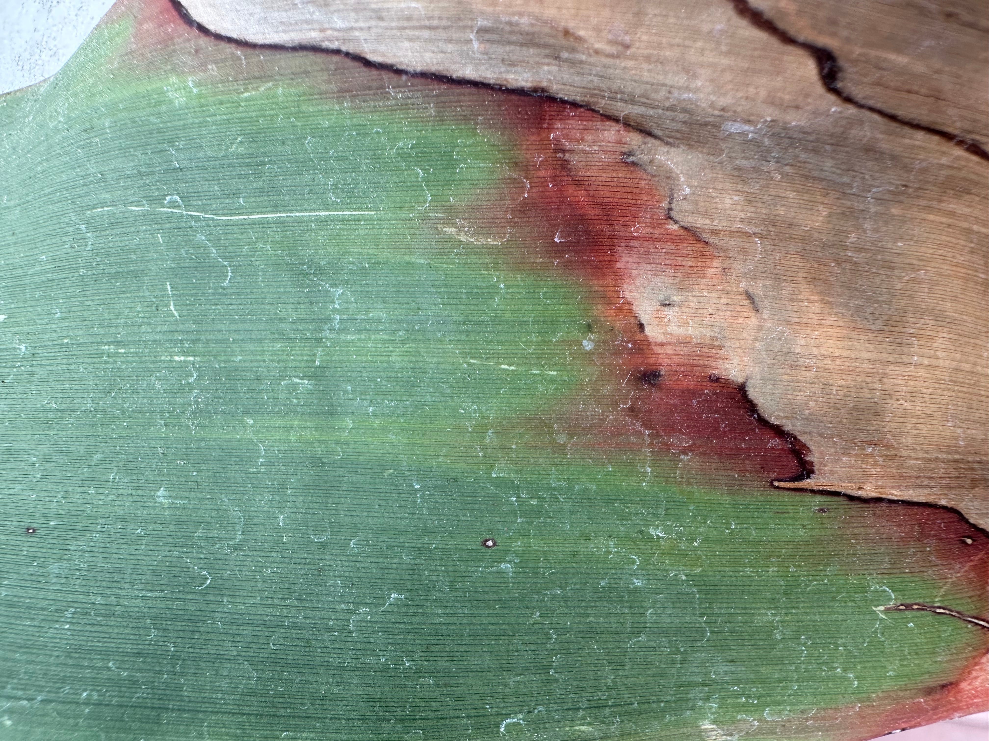 2000 Seconds with Welwitschia mirabilis