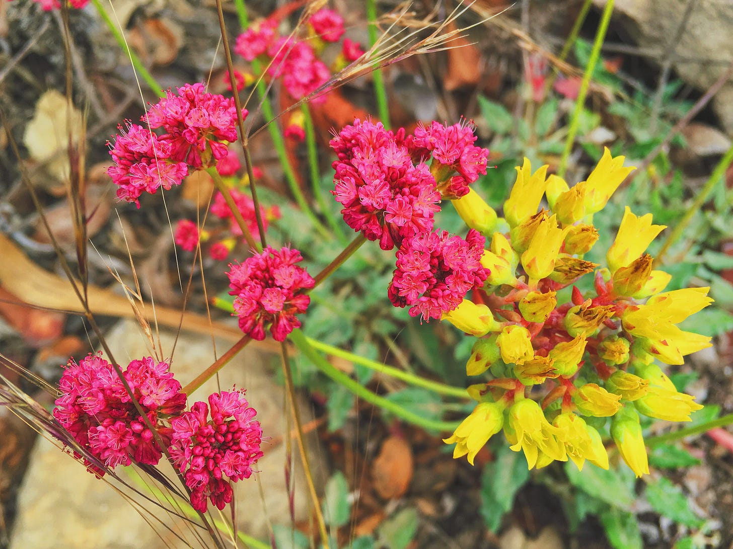 Pink and yellow wildflowers. Pink and yellow wildflowers.