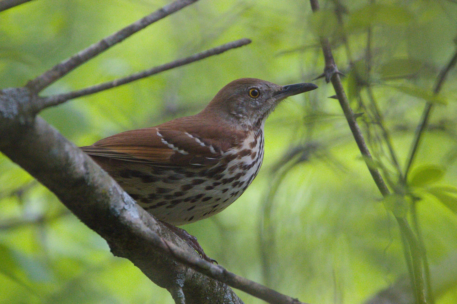 A brown and white bird with yellow eyes perched on a branch, shown in profile, staring intently at something outside of the frame, against a green background