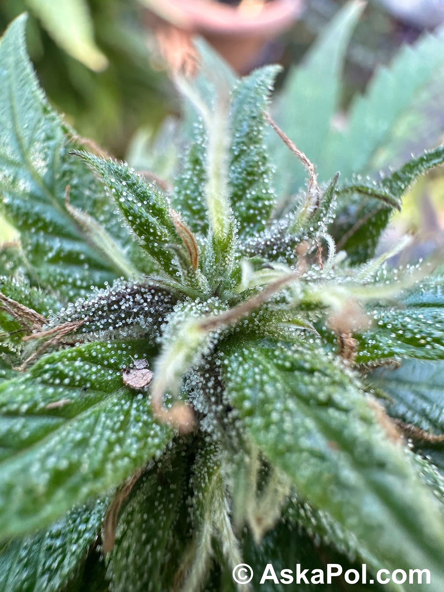 Up close picture of cannabis plant Photo: Matt Laslo © www.askapoldrugs.com 