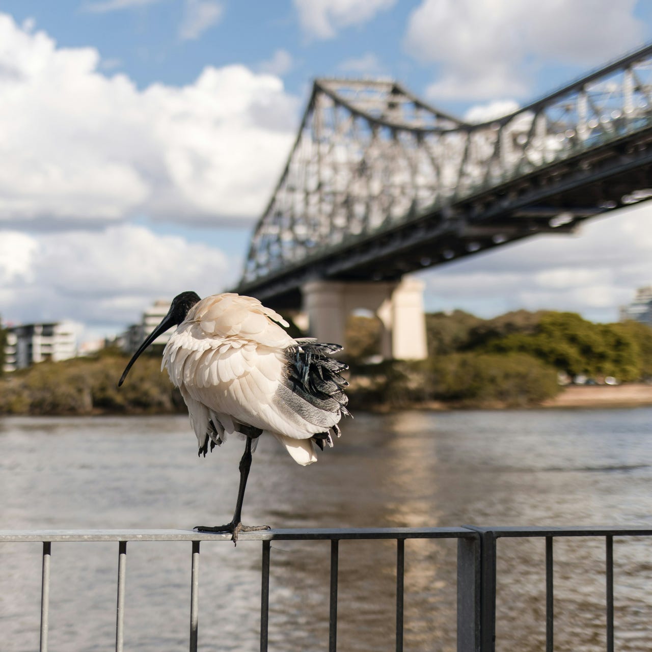 Substack profile picture for @brisbane