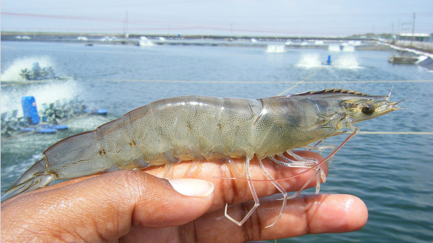 SHRIMP CULTIVATION:- the booming bussiness: The shrimp cultivation origin  and its farming practises in India