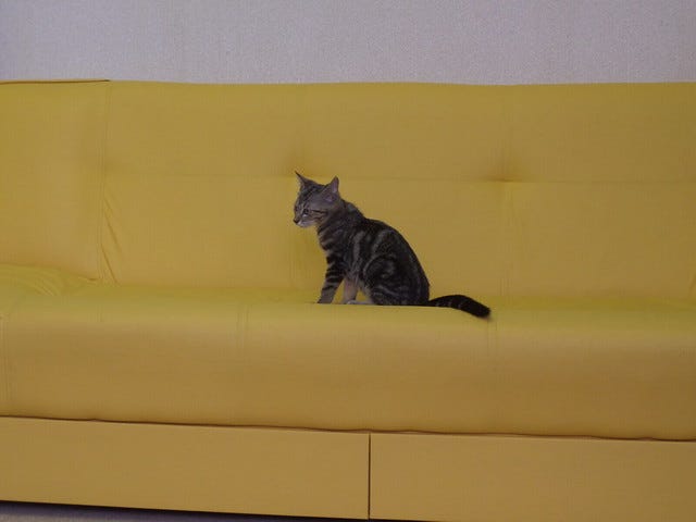 Asakusa Nekoen Cat Cafe Asakusa Nekoen Cat Cafe