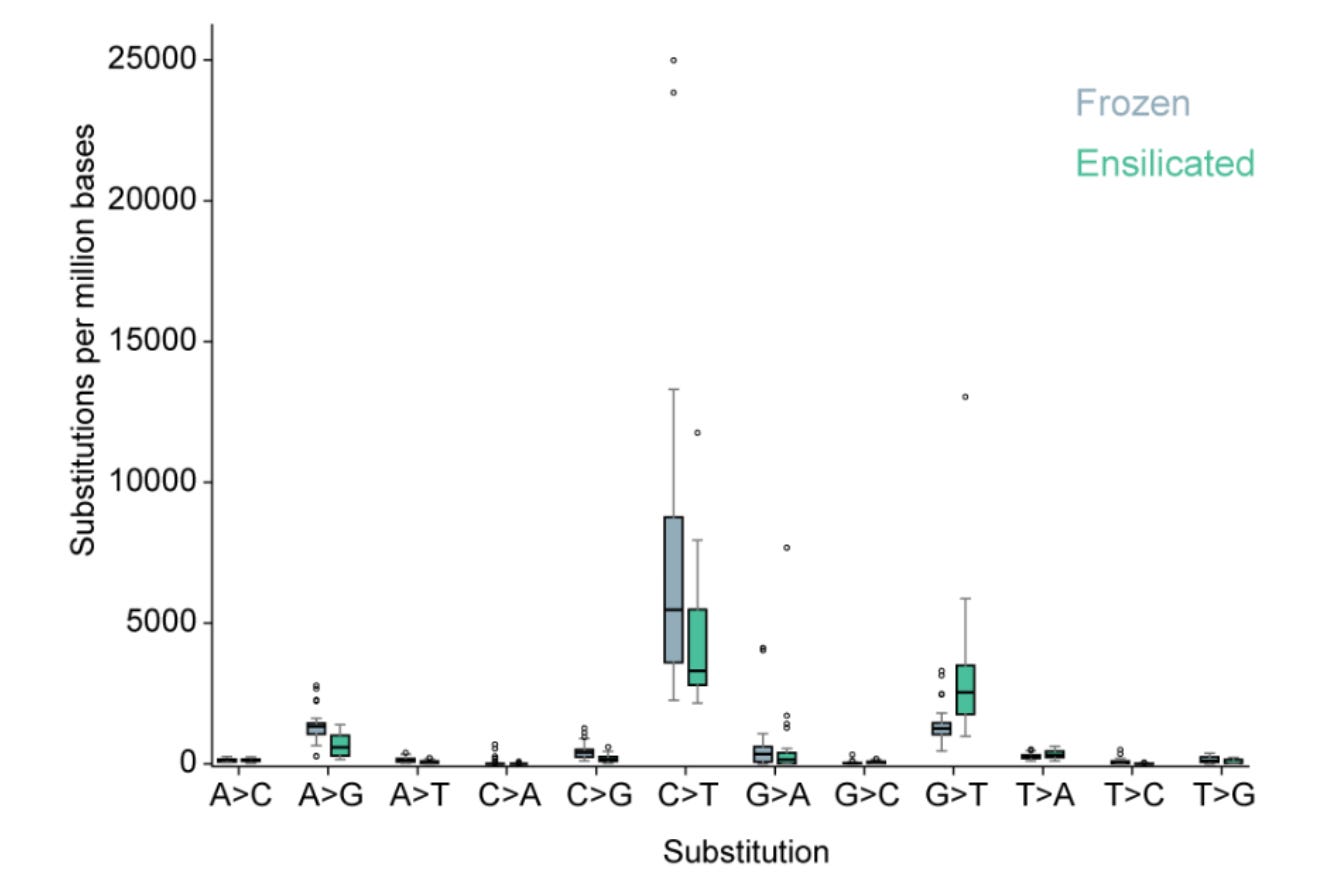 Box plot comparing 12 DNA substitution types between frozen −80 °C storage (gray) and ensilicated room-temperature storage (green) of FFPE tumor DNA. C>T and G>T substitutions dominate both conditions, but frozen samples show substantially higher rates and greater variance — with C>T medians near 5,000–8,500 substitutions per million bases and extreme outliers exceeding 24,000 — compared to ensilicated samples whose medians are lower and distributions tighter. Other substitution types remain low across both conditions. Box plot comparing 12 DNA substitution types between frozen −80 °C storage (gray) and ensilicated room-temperature storage (green) of FFPE tumor DNA. C>T and G>T substitutions dominate both conditions, but frozen samples show substantially higher rates and greater variance — with C>T medians near 5,000–8,500 substitutions per million bases and extreme outliers exceeding 24,000 — compared to ensilicated samples whose medians are lower and distributions tighter. Other substitution types remain low across both conditions.