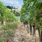 The '5' Has Delivered: An Early Look at the 2025 Vintage for Loire Valley Cabernet Franc