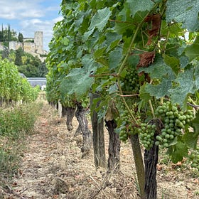 The '5' Has Delivered: An Early Look at the 2025 Vintage for Loire Valley Cabernet Franc