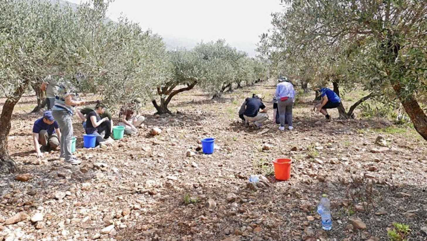 Archaeologists with multicolored buckets inspecting rocks scattered on the ground within a grove of olive trees