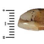 Anthropology.net