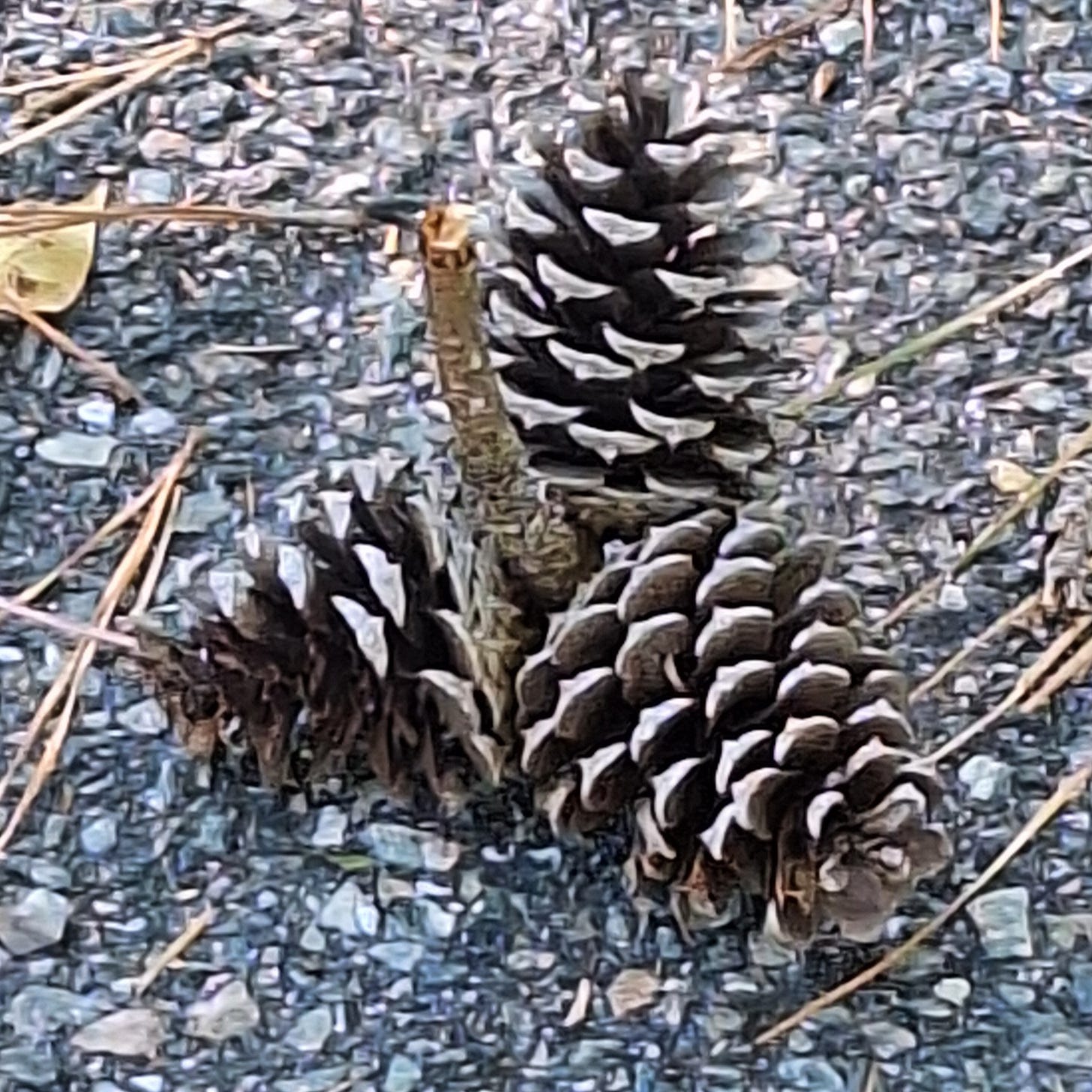 Close-up of three pinecones resting on gravel and pine needles. Close-up of three pinecones resting on gravel and pine needles.