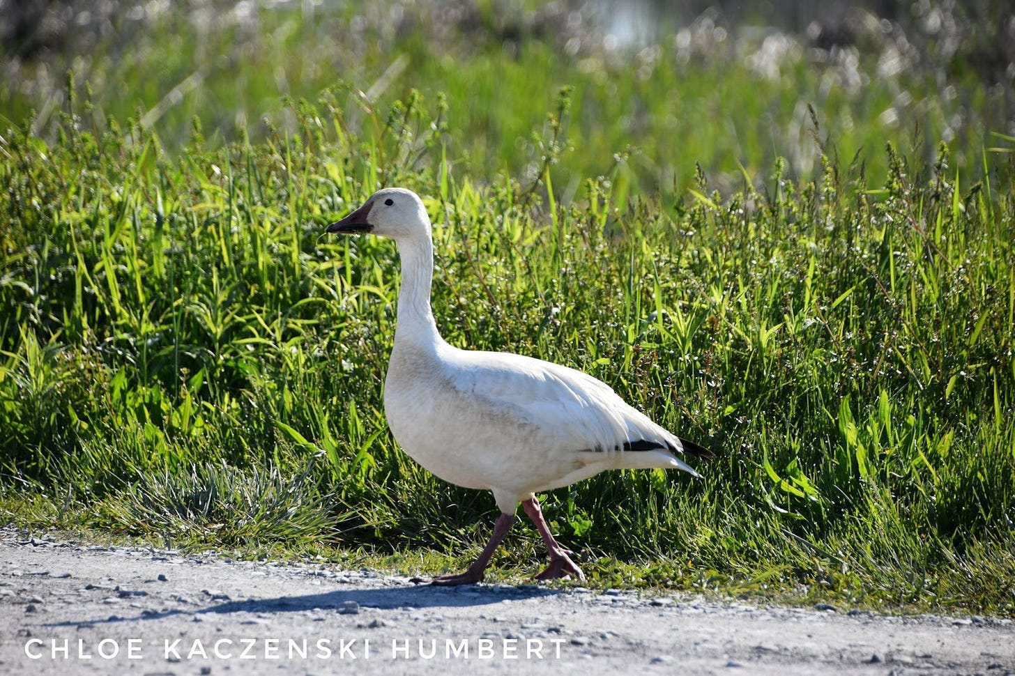 Snow goose at Montezuma National Wildlife Refuge in Seneca Falls New York. May 17, 2021. Photo by Chloe Kaczenski Humbert. Snow goose at Montezuma National Wildlife Refuge in Seneca Falls New York. May 17, 2021. Photo by Chloe Kaczenski Humbert.