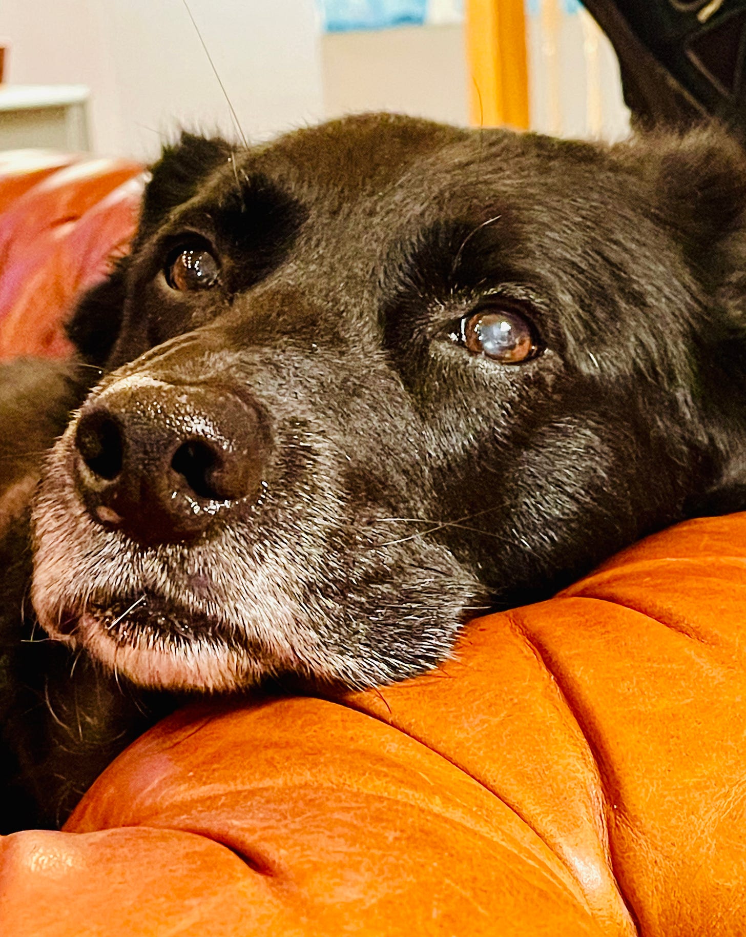 dog on couch