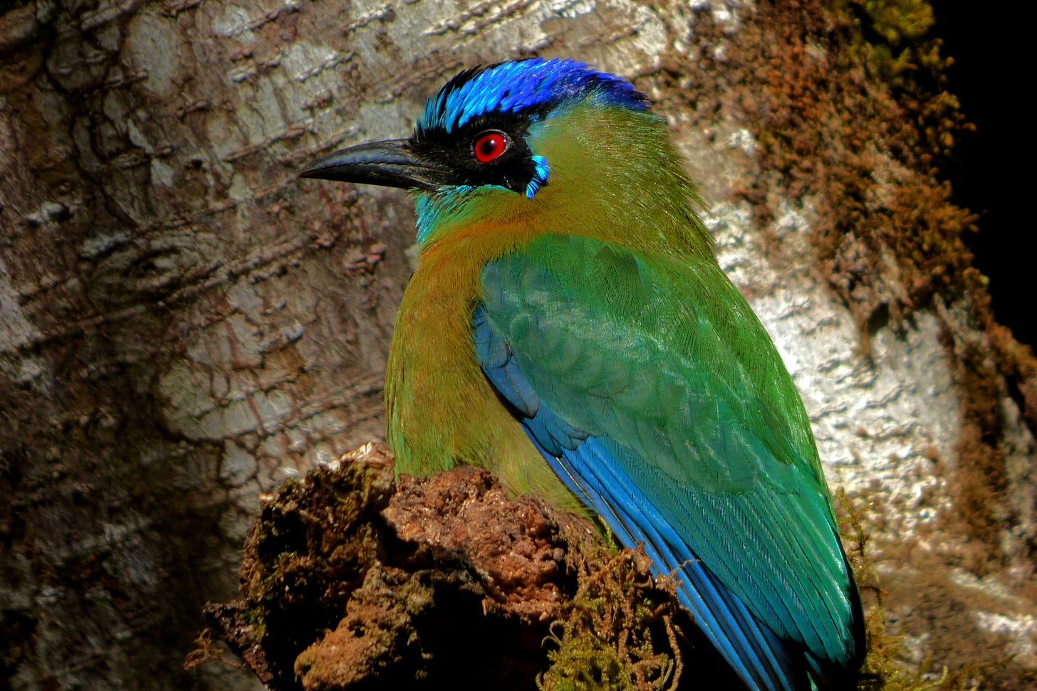 A broad-billed motmot - a vibrant bird with bright red eyes, a lime green body with rusty chest, a blue head and blue and green wings and a black beak. A broad-billed motmot - a vibrant bird with bright red eyes, a lime green body with rusty chest, a blue head and blue and green wings and a black beak.