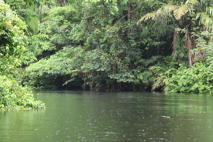 Top left - a water taxi moving through the canals of Tortuguero. The canopy makes the route very dark. Top right - thick tree roots disappear into the water with the jungle on top. Bottom left. A canal route through the jungle which is overgrown and stretches out over the brown water. Bottom right - a greeting party on the Caño Palma deck with a small brown dog at face height as the boat pulls up