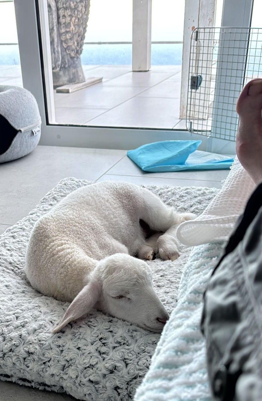 Little Woolley Lamb Chop exhausted at my feet Little Woolley Lamb Chop exhausted at my feet