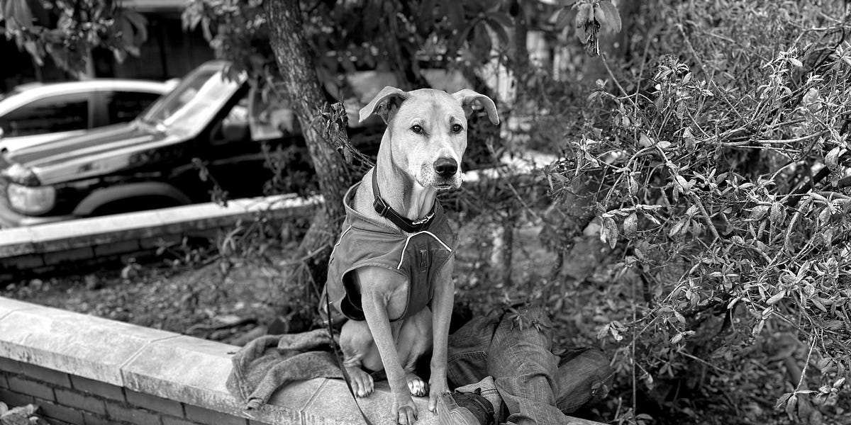 Tethered and Terrified