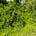 Into the Hedge