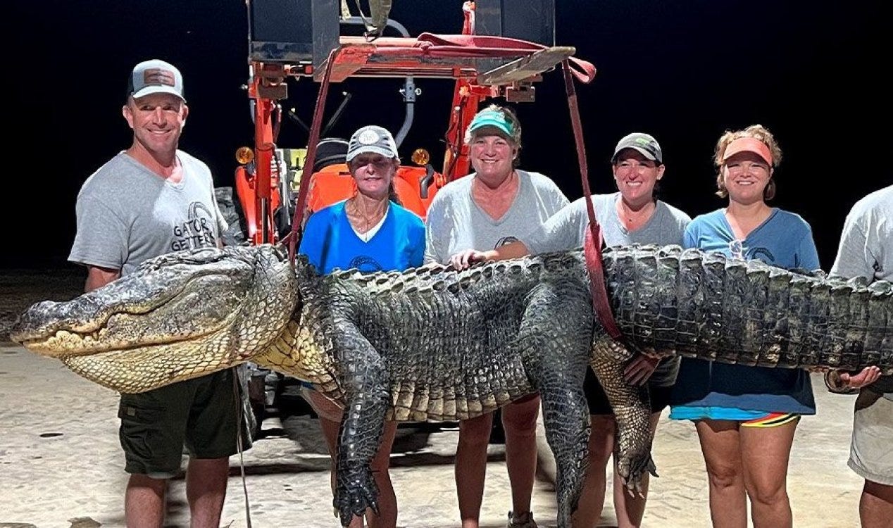 Caçadores de jacarés capturam gigante de 363 kg.