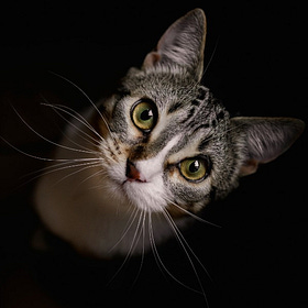 Contrarian Pet of the Week