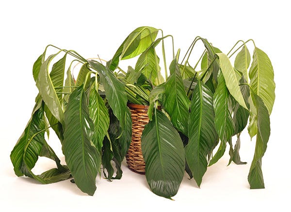 The Essential Guide To Watering Your Houseplants | WallyGro – WallyGrow