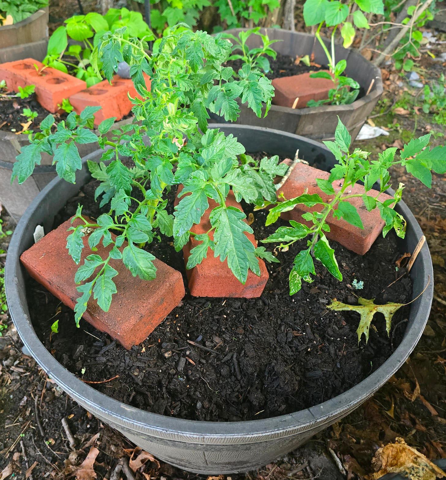 Two tomato plants sit in one planter. The plant on the left is large and vigorous. The plant on the right is sad. Two tomato plants sit in one planter. The plant on the left is large and vigorous. The plant on the right is sad.