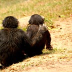 Primatology.net