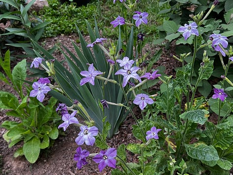 Scented flowers growing in my garden.