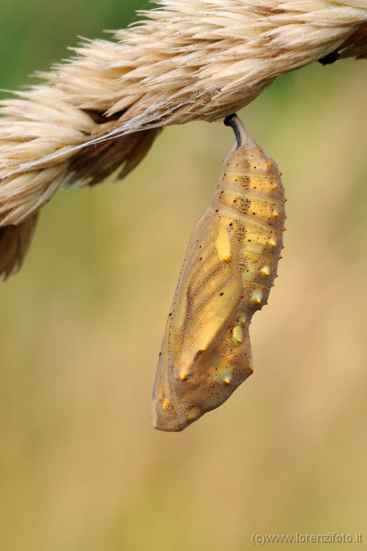 62137 Crisalide Vanessa cardui (Vanessa del cardo).jpg