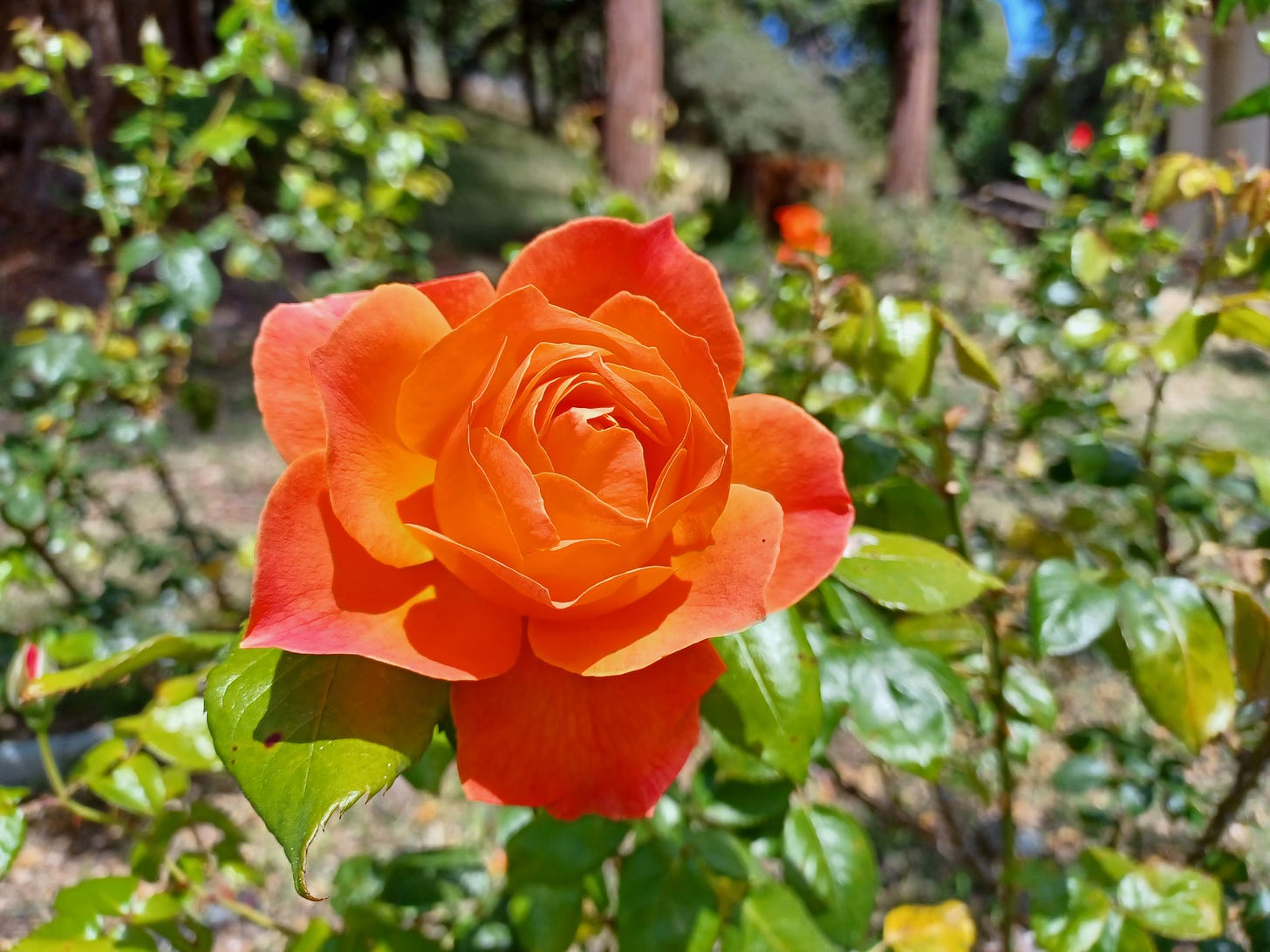A rose in bloom at Morcom Rose Garden. Oakland, California, June 27, 2023. (Image source: MX Granger / Creative Commons)