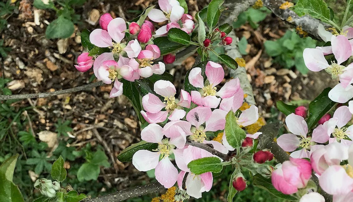 Les cultures sont-elles suffisamment pollinisées ?