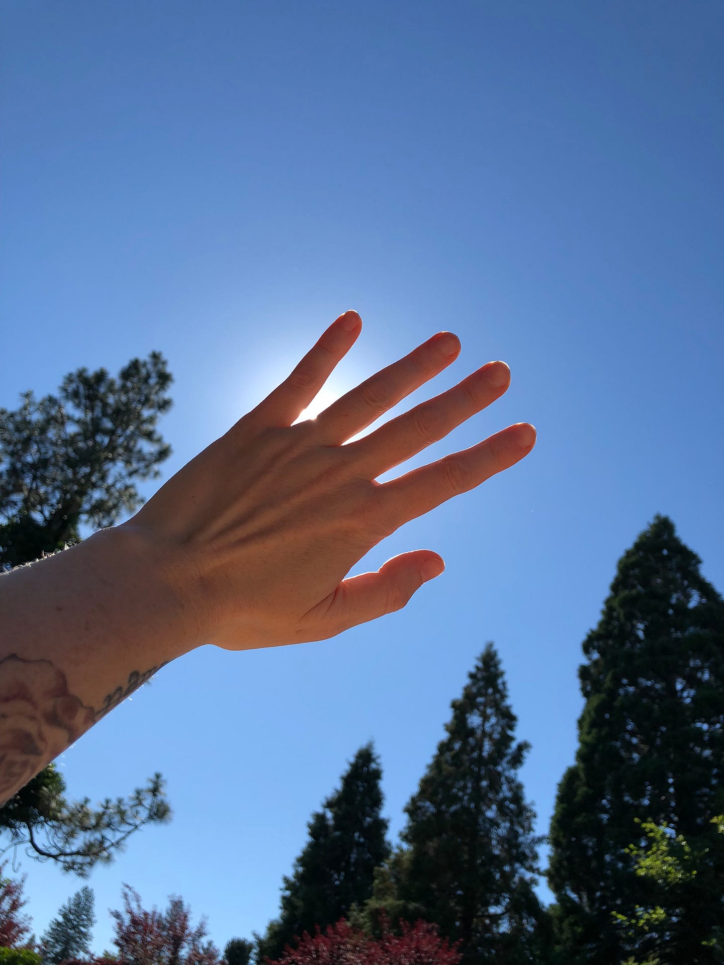 the sun shining in a cloudless blue sky, framed by treetops and obscured by one outstretched hand