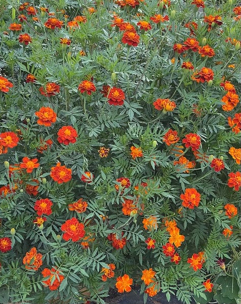 orange marigolds, yellow amaranth, and a single green snap pea held in a hand.