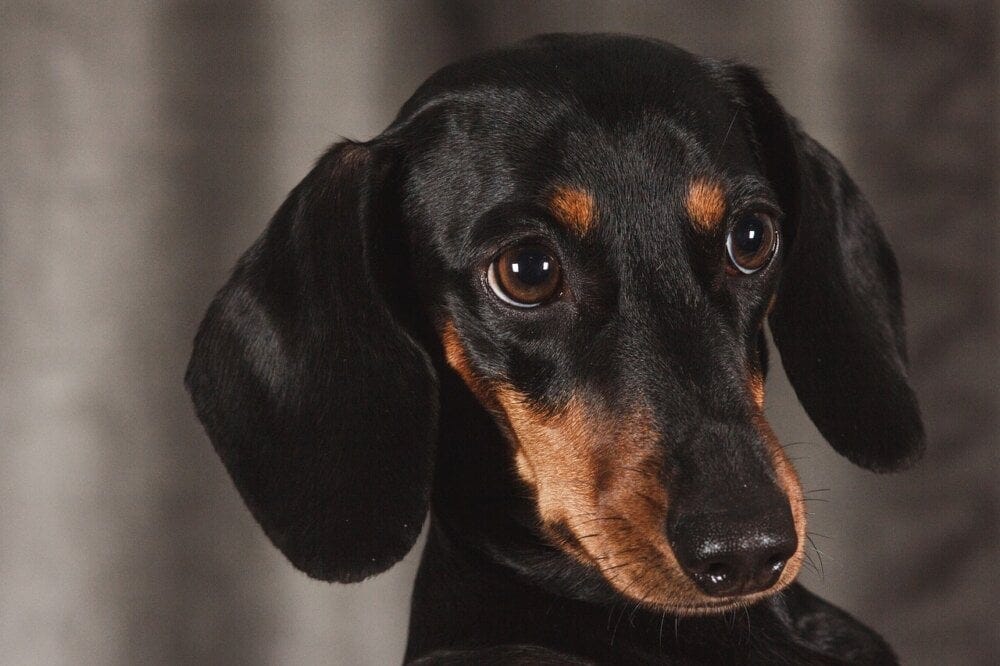 image of a cute dachshund