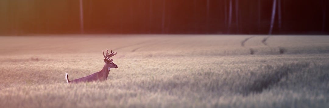 brown deer on gray sand during daytime