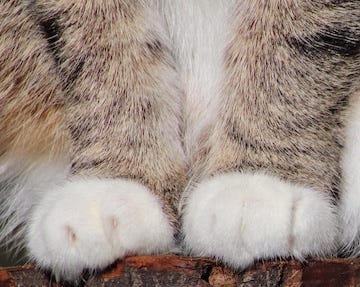 White paws on tabby cat