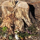The story of the tree altar