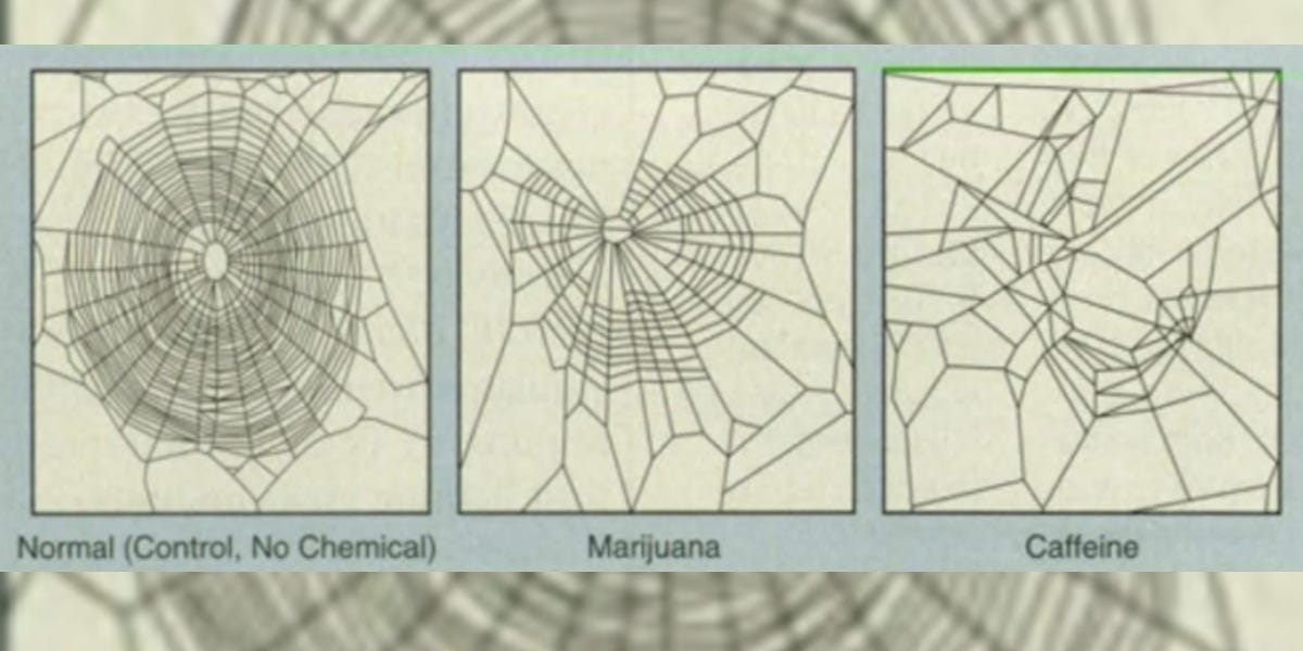 Old NASA Spider Web Study Shows Power of Caffeine - Business Insider