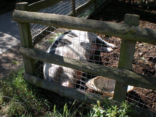 Gloucester Old Spot Pig Gloucester Old Spot Pig