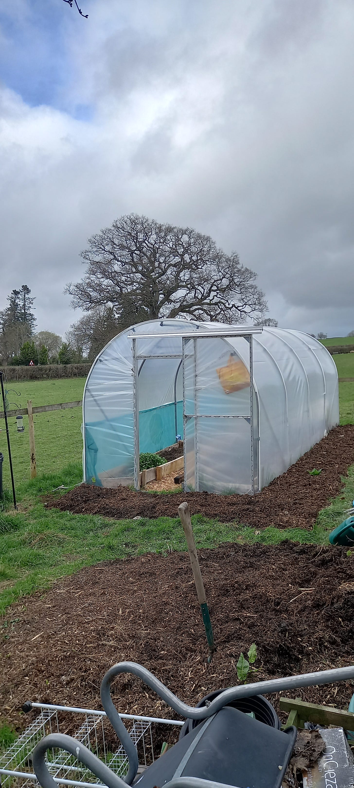 Freshly mulched around the polytunnel