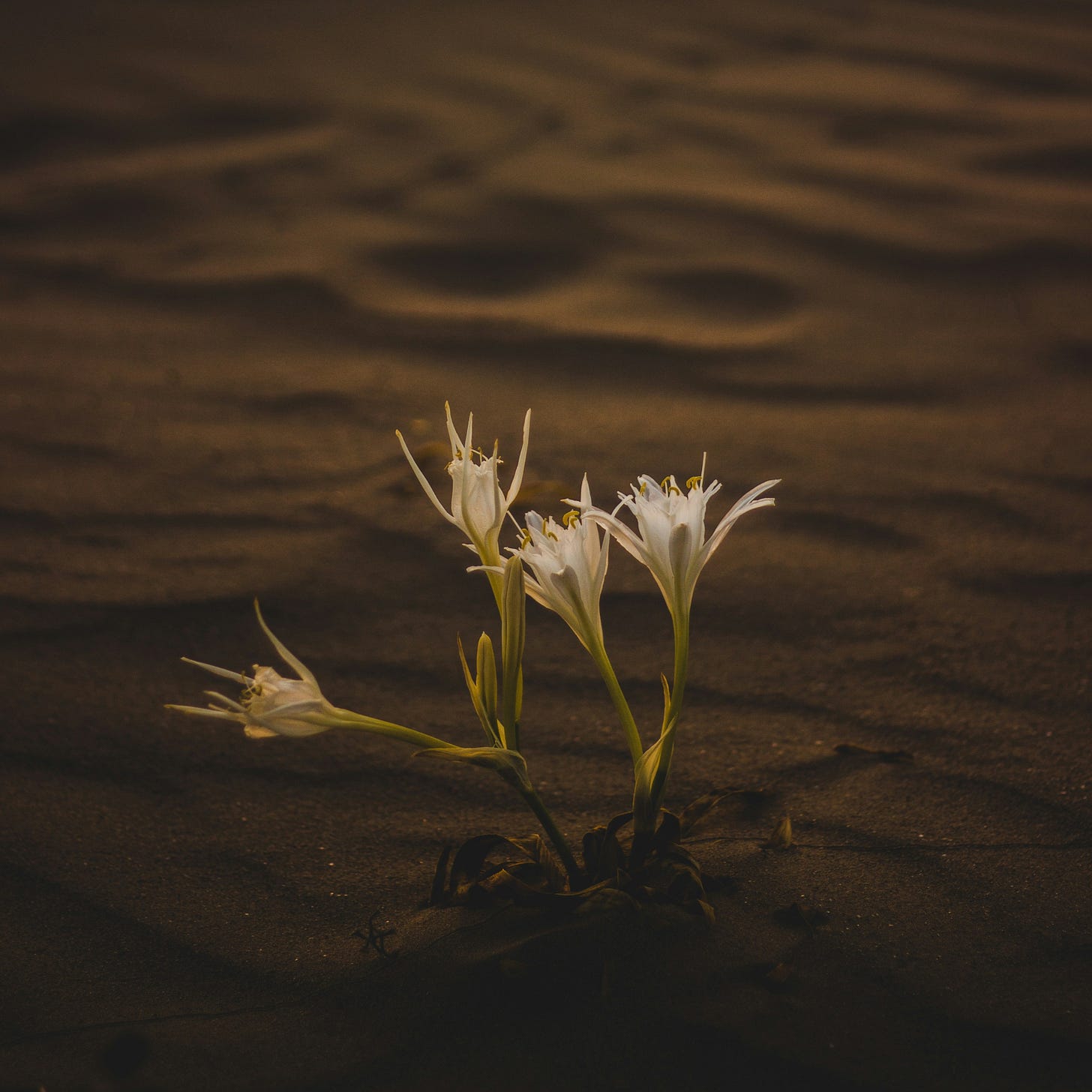 A meatphor for thriving in liminal space — beautiful flower bloom flourishing in the desert