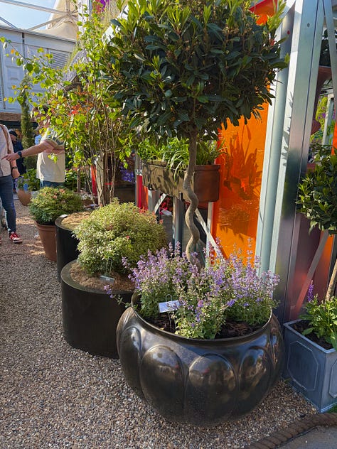 a variety of trees in different types of contaienrs