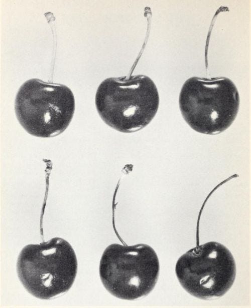 the diaries of a cherry cola addict