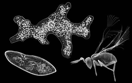 A close-up of a bug and a parasite

AI-generated content may be incorrect.