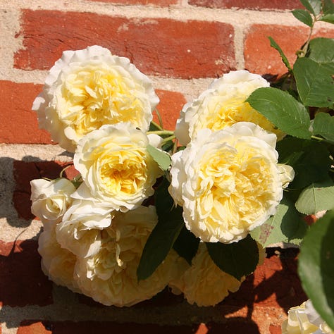 A frilly pink rose, green basil leaves, frilly yellow roses in sunshine against a red brick wall