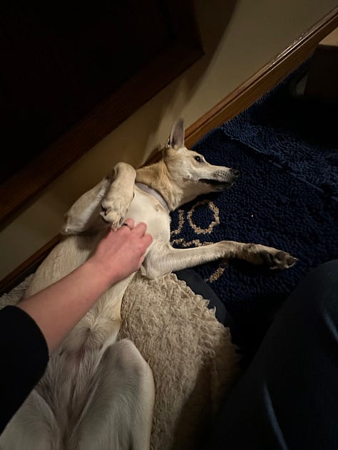 The same medium yellow dog in various positions of laying and relaxed, usually with her belly showing.