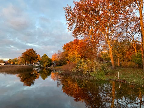 Yellow hickory, red maples, rusty dawn redwood, mixed hardwood forest on Asylum Lake, grapevines, and saffron bog Tamarack.